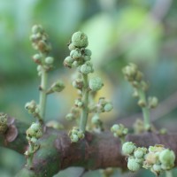 Macaranga peltata (Roxb.) Müll.Arg.